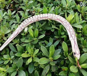  A  ؐ q m G v[g j̎q hbL Fb TvCY p[eB[ObY  