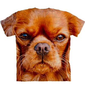 TVc Y jp t JWA  N[lbN   XpfbNX bVn R Xgb`  ʋC 3DfW^  M]ʃvg   qbvz