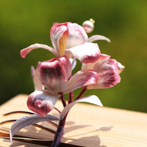  \ VN xxbg   ؕ GXjbN g AeB[N GKg tF~j i  `CihX  p[eB[  a wAR[ 񂴂 wb