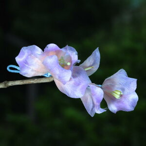 wAANZT[    xxbg׍H `H| ؕ ACX sNp[v F i GKg t