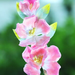 wAANZT[ fB[X 񂴂  u \ VNxxbg  nhCh \tg^Cv V   a `H|   ig tH[} i 