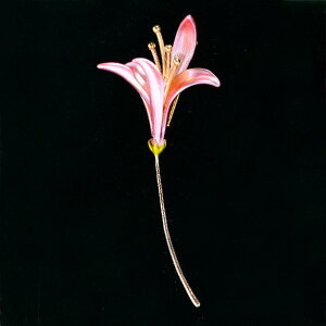 u[` fB[X p  t@bV  t[  Gi  WRjA dCbLH sN GKg i ؂₩  s[X hX `CihX  