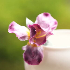  fB[X ACX xxbg    lI`CiX^C p[v  wAXeBbN   tH[} JWA 킢