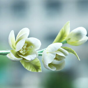  fB[X VNxxbg   WX~ t[`[t Vؕ  g AeB[N a `CihX   tH[} i GKg 