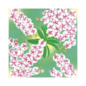 C~ ӂ낵 ȏC~ ȕC~  xmR 50cm { MISATO ASAYAMA R o bh v`Mtg j j zA ٓ bsO `}bg j j j