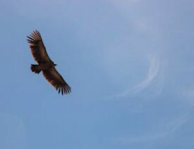 (楽譜) ウィングス / 作曲：マルコ・プーツ (ファンファーレ・オルケスト)(スコア+パート譜セット) 【※必ずページ内に記載の納期をご確認ください】