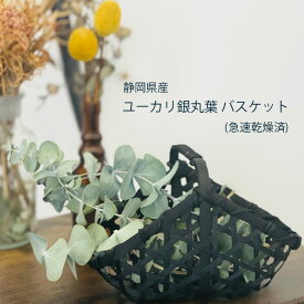 楽天市場 ユーカリ 丸葉 ドライフラワーの通販