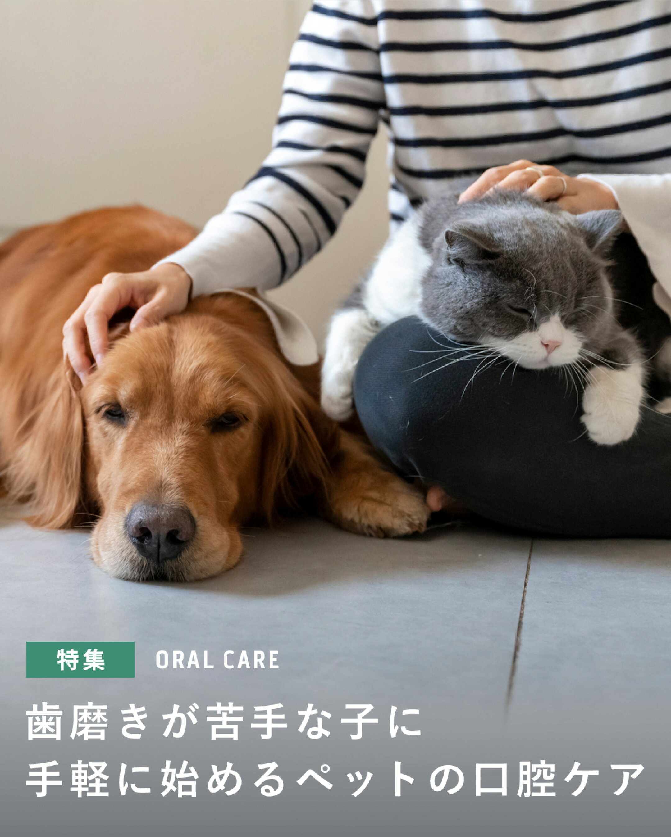 歯磨きが苦手な犬猫の飼い主さんへ。お水に混ぜるボーダン、健康を内側から支える万田発酵、善玉菌でお口の健康維持を助けるプロバイオデンタルなど、無理なく続けられる3つの新習慣をご紹介。毎日の手軽なお口の清浄ケアで愛犬・愛猫の健やかな毎日をサポートしませんか？