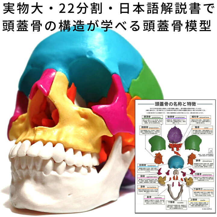 35568円 トップ 模型 頭蓋骨 モデル 人間の骨格 カラー 分解