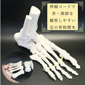 骨・関節を観察しやすい足の骨格模型(実物大) 日本語の解説書付き ー伸縮コードで関節を自由に動かせ、各骨の観察に適していますー【足の骨 / 距腿関節 / 足関節 / 外反母趾 / 人体模型 / 骨格標本 / 骨模型 / 足根骨 / 腓骨 / 脛骨 / 距骨 / 踵骨】