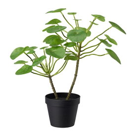 [IKEA/イケア/通販]FEJKA フェイカ 人工観葉植物, 室内/屋外用 ピレア[D](a)(60395292)
