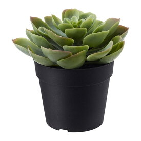 [IKEA/イケア/通販]FEJKA フェイカ 人工観葉植物, 室内/屋外用 Succulent[A](b)(70395296)