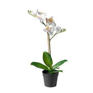 [IKEA/CPA/ʔ]FEJKA tFCJ lHϗtA, Orchid zCg[B](b)(80294937)
