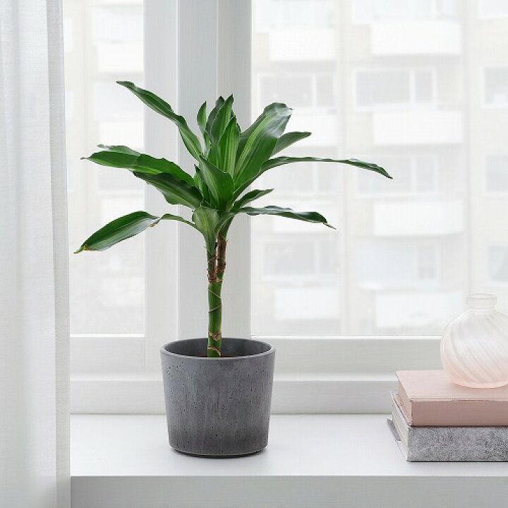 Ikea イケア Fejka 屋外用 人工観葉植物 フェイカ 室内 通販