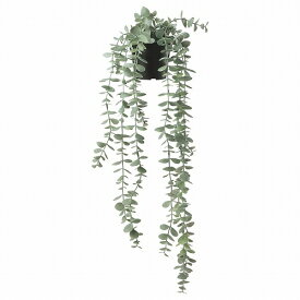 [IKEA/イケア/通販]FEJKA フェイカ 人工観葉植物, 室内/屋外用 つり下げ型/ユーカリ[C](c)(90466810)