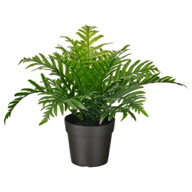 [IKEA/イケア/通販]FEJKA フェイカ 人工観葉植物, 室内/屋外用 ポリポディウム[C](b)(60493339)