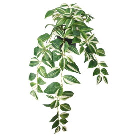 [IKEA/イケア/通販]FEJKA フェイカ 人工観葉植物, 室内/屋外用/トラデスカンチア・ゼブリナ[C](b)(40546579)