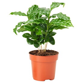[IKEA/イケア/通販]COFFEA ARABICA 鉢植え, コーヒー[A](60575108)