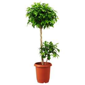 [IKEA/イケア/通販]FICUS BENJAMINA フィクス ベンヤミンナ 鉢植え, ベンジャミン[J](20575110)