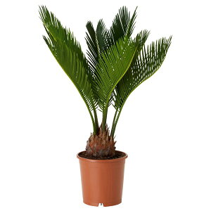 [IKEA/CPA/ʔ]CYCAS REVOLUTA A, \ec, 12 cm[C](a)(70604214)
