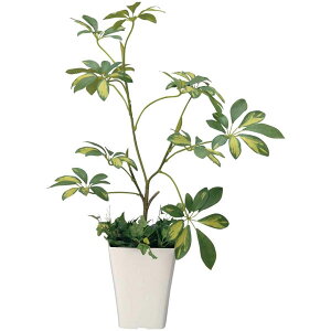 A[gO[ lHϗtA G} ̊y VFt 212A80