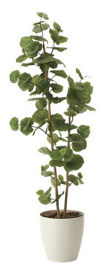 観葉植物 シーグレープの通販 価格比較 価格 Com
