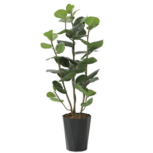 A[gO[ tFCNO[ lHϗtA G} ̊y V[O[vDX1D25 2243A240