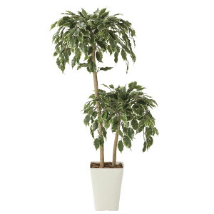 A[gO[ tFCNO[ lHϗtA G} ̊y S[ftBJX_u1D2 2282A20