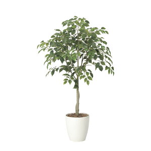 A[gO[ tFCNO[ lHϗtA G} ̊y tBJXc[1.35 2434A210