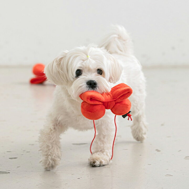 楽天市場 スーパーsale Bite Me バイトミー Hbd 被れるリボントイ 犬用おもちゃ 犬のおもちゃ 人気 リボン 誕生日 プレゼント 音 ピーピー 小型犬 中型犬 人気 韓国 海外 犬 おもちゃ かわいい バイトミー Best Friends ベストフレンズ