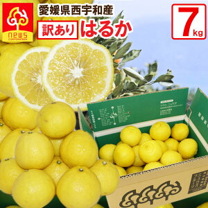 �͂邩 �݂��� �󂠂� 7kg ���Q ���� �~�J�� �݂��� �O���� ������ �Y�n���� ���Q�� �Y�n���� ���k�� �t���[�c �M�t�g �Y�� ���Q�Y ���Q���Y �ʎ� �H�i �����񂹃O���� ���񂫂� �ʓ� ��