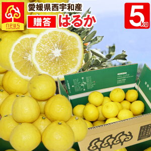 ͂邩 ݂ p 5kg Q  ~J ݂ O  Yn Q Yn k t[c Mtg Y QY QY ʎ Hi 񂹃O 񂫂 ʓ 