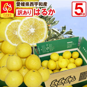 �͂邩 �݂��� �󂠂� 5kg ���Q ���� �~�J�� �݂��� �O���� ������ �Y�n���� ���Q�� �Y�n���� ���k�� �t���[�c �M�t�g �Y�� ���Q�Y ���Q���Y �ʎ� �H�i �����񂹃O���� ���񂫂� �ʓ� ��