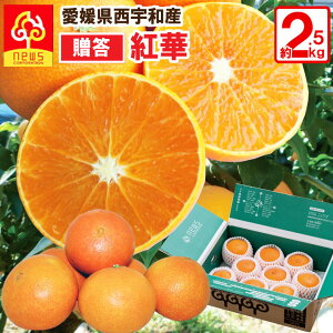 愛媛 みかん 紅華 べにか 混合サイズ 約2.5kg (「紅まどんな」商標登録のため紅華として販売)はバラ詰 高級 希少 贈答用 えひめみかん 農家直送 みかん専門店 南の果樹園 ニュウズ 西宇和