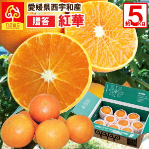 愛媛 みかん 紅華 べにか 約5kg (約2.5kg×2箱でお届け)(「紅まどんな」商標登録のため紅華として販売)はバラ詰 高級 希少 贈答用 えひめみかん 農家直送 みかん専門店 南の果樹園 ニュウ