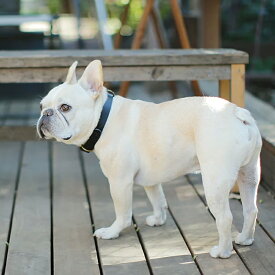 犬 首輪 本革 国産 ヌメ革 レザー 日本製 小型犬 中型犬 大型犬 超小型犬 S M L XL 職人仕立て 高級 おしゃれ シンプル オールレザー 牛革 丈夫 サイズ調整 犬用首輪 ペット用 経年変化 we original