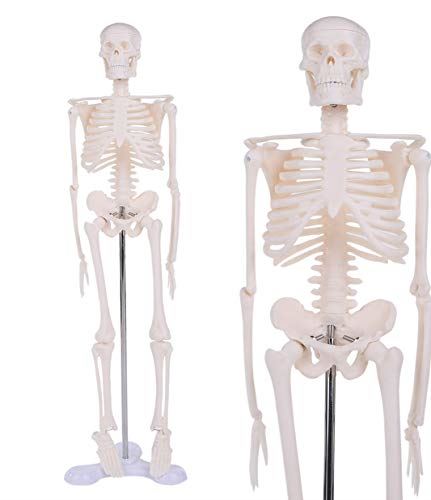 人体模型 骨格の通販・価格比較 - 価格.com