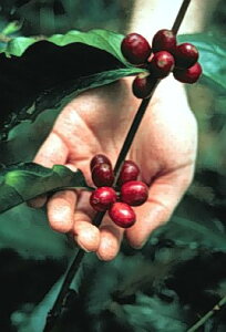 yɏEEߎszy[sJ}Ee 200g