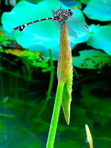 y10%OFFN[|zzz hJLbg 5D AB+o_ _ChA[g Lbg r[YhJ Ẵg{ S _ChyCeBOCeA nhCh NXXeb` 