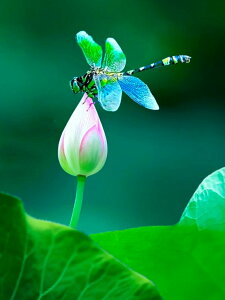 y10%OFFN[|zzz hJLbg 5D AB+o_ _ChA[g Lbg r[YhJ Ẵg{ S _ChyCeBOCeA nhCh NXXeb` 