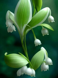 y17-25IN[|p15%OFFz hJLbg 5D _ChA[g Lbg r[YhJ  S _ChyCeBOCeA nhCh NXXeb` _CA