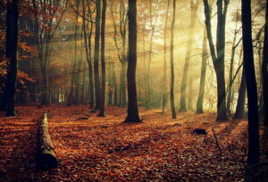 yN[|p10%OFFz hJLbg 5D o^tC _ChA[g Lbg r[YhJ i H S _ChyCeBOCeA nhCh NXXeb` _