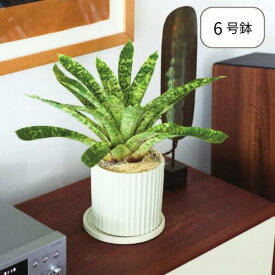 イロ【バージ FARM】植木鉢 鉢 サボテン 観葉植物 ナチュラル 栽培 日本製 グリーン スタンド付き 植物 底穴あり 植木鉢 モダン 飾り 置き物 ガーデン お花 透明 6号 陶器 ベージュ グリーン ブルー おしゃれ 土 植え替え カラフル