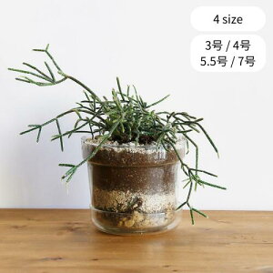 y[J[񂹁z[YKXv[gtt[|bge[p[yu̔zG  ԕr k OX A  ϗtA I[V[Y  v^[ NA  A