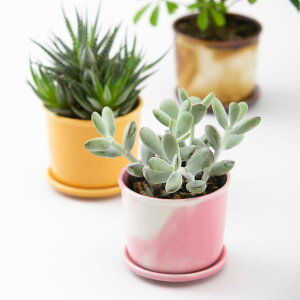 Mug Pot �}�O�|�b�g ������� �A�ؔ� �}�[�u�� �ϗt�A�� �M �� �󂯎M �I�[���V�[�Y�� �A���ւ� ��� �n�[�u �H�� �y�� �� �v�����^�[ �����A�� �h���C ���� ���{�� ���Z�� �V�� �M�t�g �v���[��