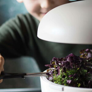 yAEgbgi80OFFzXvEg琬pg[@ktBh̐k͔|vgDC@pIvV@Microgreens Tray