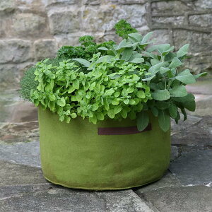 CMXHAXNICKSЂ̃GAv[jO@vgobO@@ېv^[@Vigoroot Herb Planter@n[uv^[
