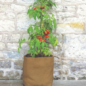 CMXHAXNICKSЁ@߂閃v^[@30L@Jo[@𐫁@1