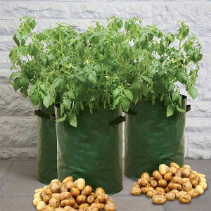 CMXHaxnicksЂ̂߂v^[@[^@3Zbg Ⴊ@Potato Patio Planter, 3-pack