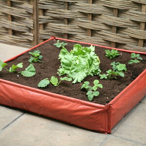 CMXHAXNICKSЁ@߂v^[@`@^@1mp@ƒ؉@vgobO@JԂg